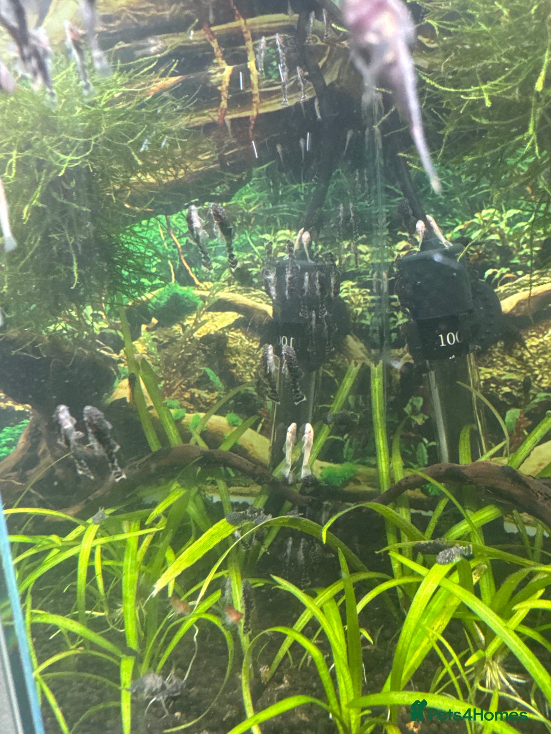 Plecos fish for sale: Plecos for sale - Image 1