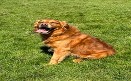 Golden Retriever dogs for sale: Last Stunning Male Pup Health Tested Parents  - Image 13