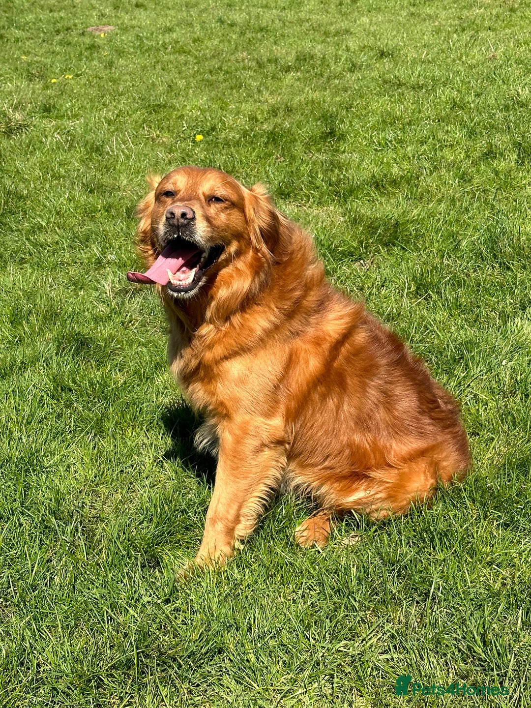Golden Retriever dogs for sale: Last Stunning Male Pup Health Tested Parents  - Image 13