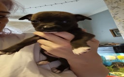 Mixed Breed dogs for sale: 3 boys left! Staff x Puppies  - Image 8