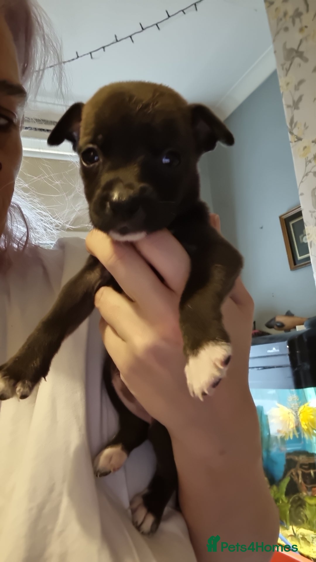 Mixed Breed dogs for sale: 3 boys left! Staff x Puppies  - Image 8