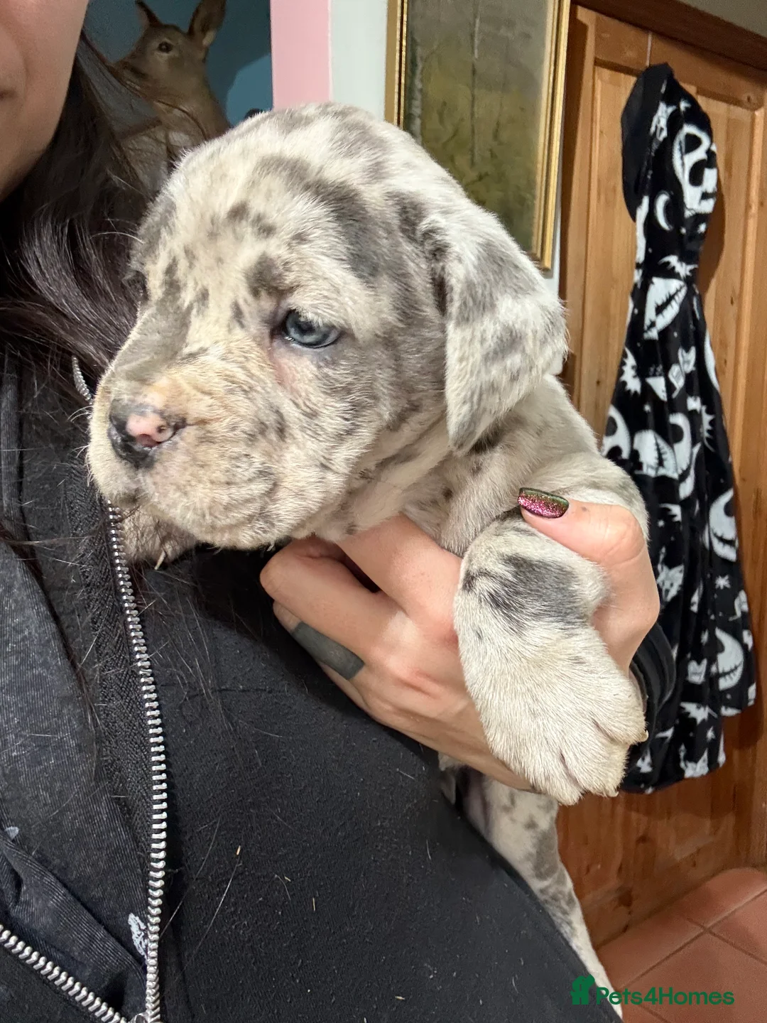 Mixed Breed dogs for sale: Cane Corso Puppies  - Advert 1
