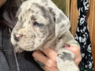 Mixed Breed dogs Cane Corso Puppies - Advert 3