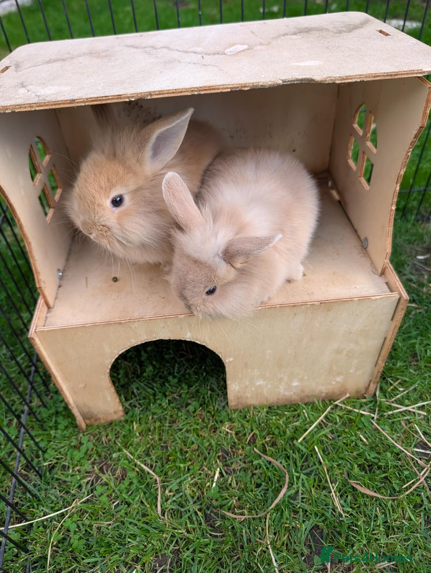 Mixed Breed rabbits Netherland Dwarf/lion head X mini lop  - Advert 15
