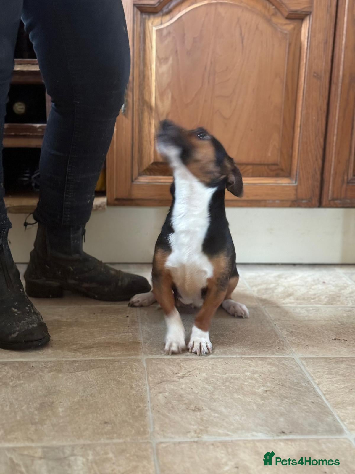 Jack Russell dogs Proper jack Russell pups  - Advert 12