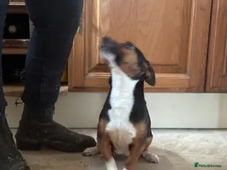 Jack Russell dogs Proper jack Russell pups - Advert 16