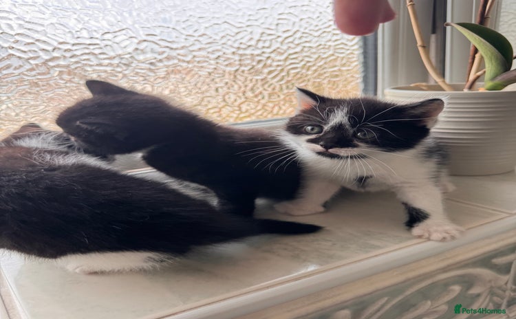 Mixed Breed cats - Advert 4