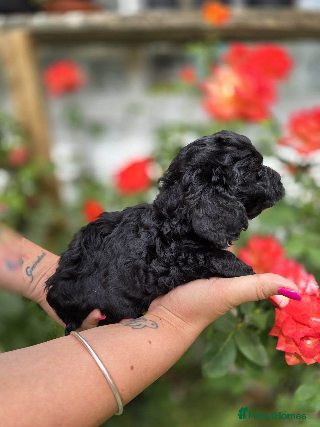 Cockapoo dogs for sale: F1 working cockapoo puppies - Image 19