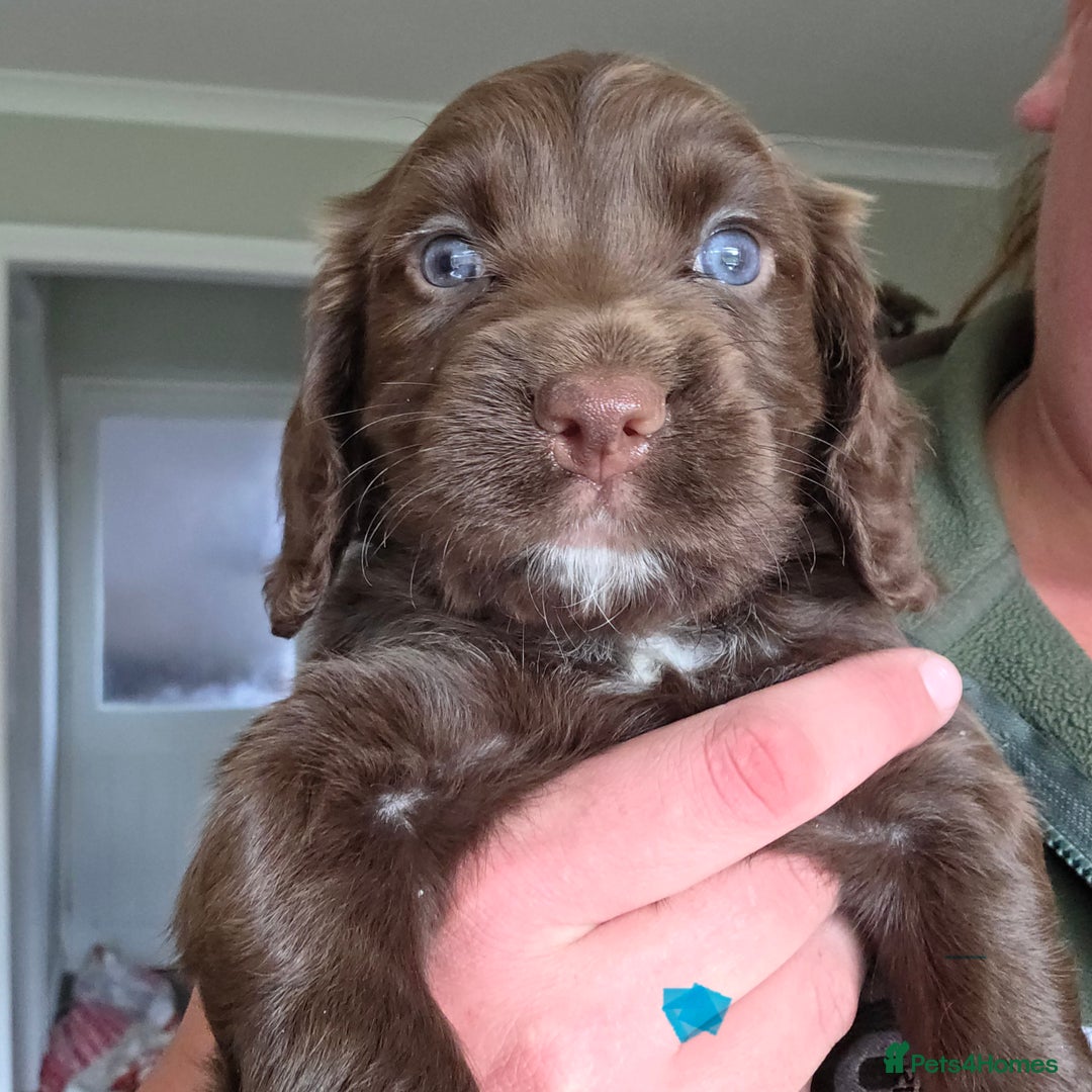 Sprocker dogs for sale: 6 beautiful Sprockers for sale - Image 17