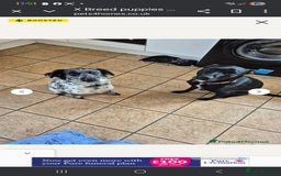 Mixed Breed dogs for sale: Lexie to home - Image 7