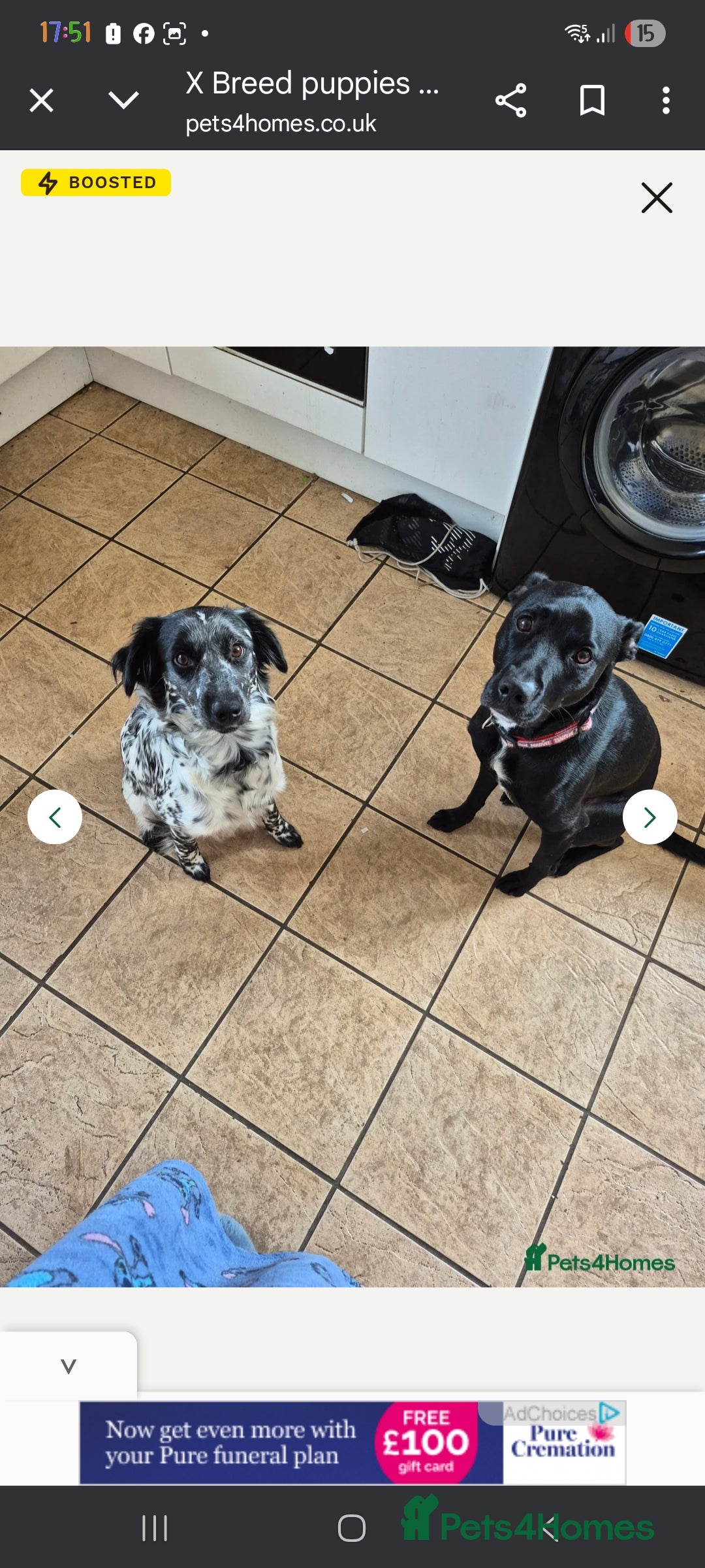 Mixed Breed dogs for sale: Lexie to home - Image 7
