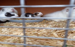 Guinea Pig rodents for sale: Swiss baby sow guinea pigs - Image 6