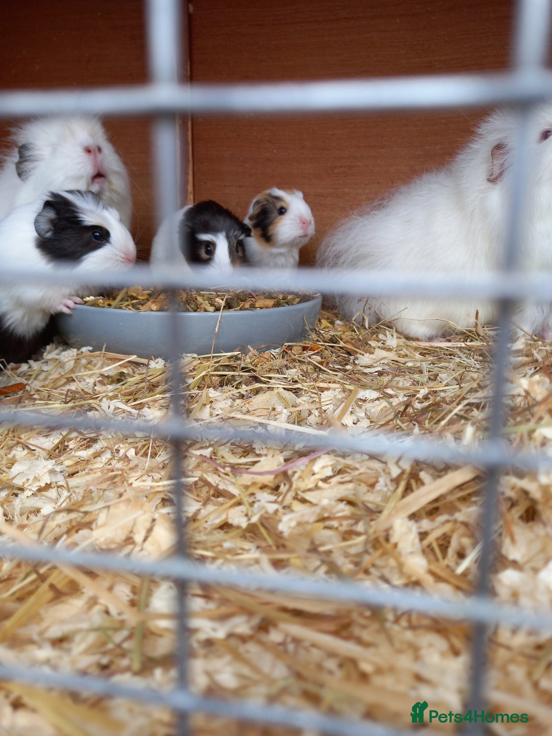 Guinea Pig rodents for sale: Swiss baby sow guinea pigs - Image 6