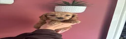 Cockapoo dogs for sale: Only 1 girl left left ☺️Gorgeous F1 cockapoos 🤍 - Advert 5