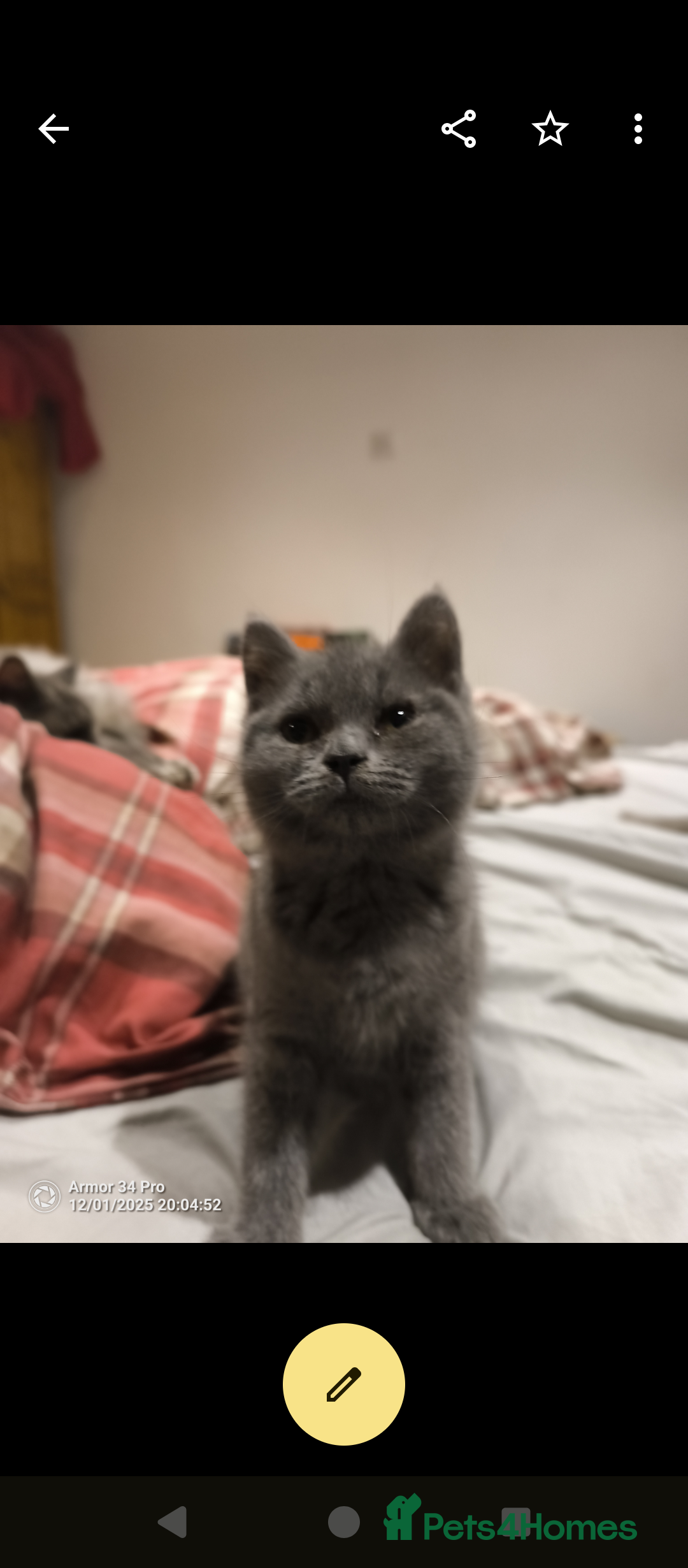 British Shorthair cats for sale: 3 beautiful little British short hair kittens   - Advert 7