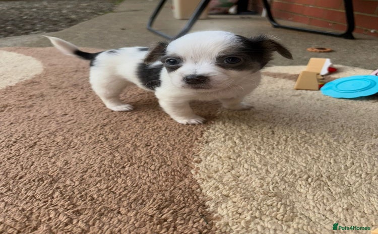 Chihuahua dogs - Advert 2