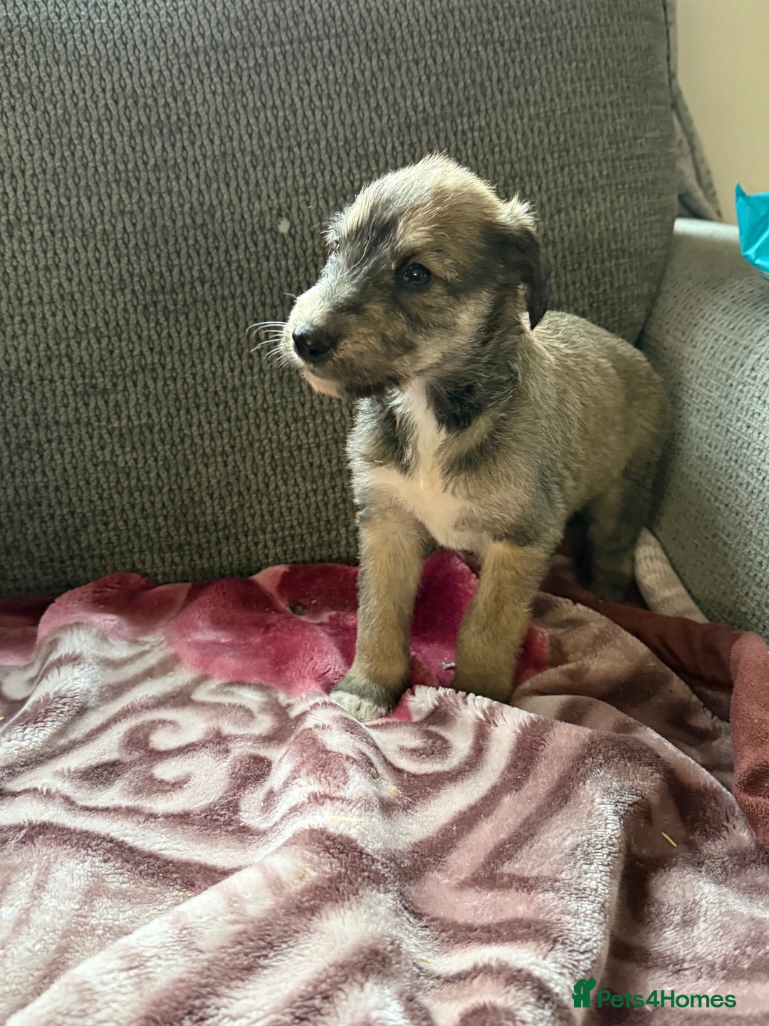Lurcher dogs for sale: Beautiful woolly coated lurcher pups  - Advert 8