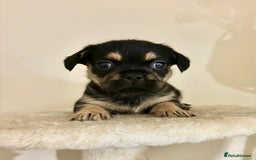 Mixed Breed dogs for sale: 3 gorgeous pups ready now - Image 6