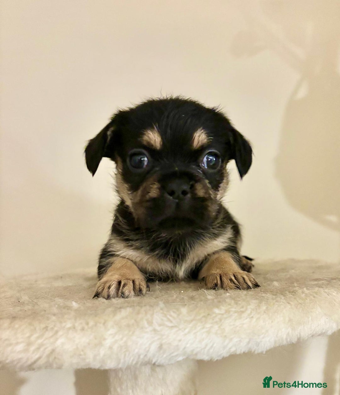 Mixed Breed dogs for sale: 3 gorgeous pups ready now - Image 6