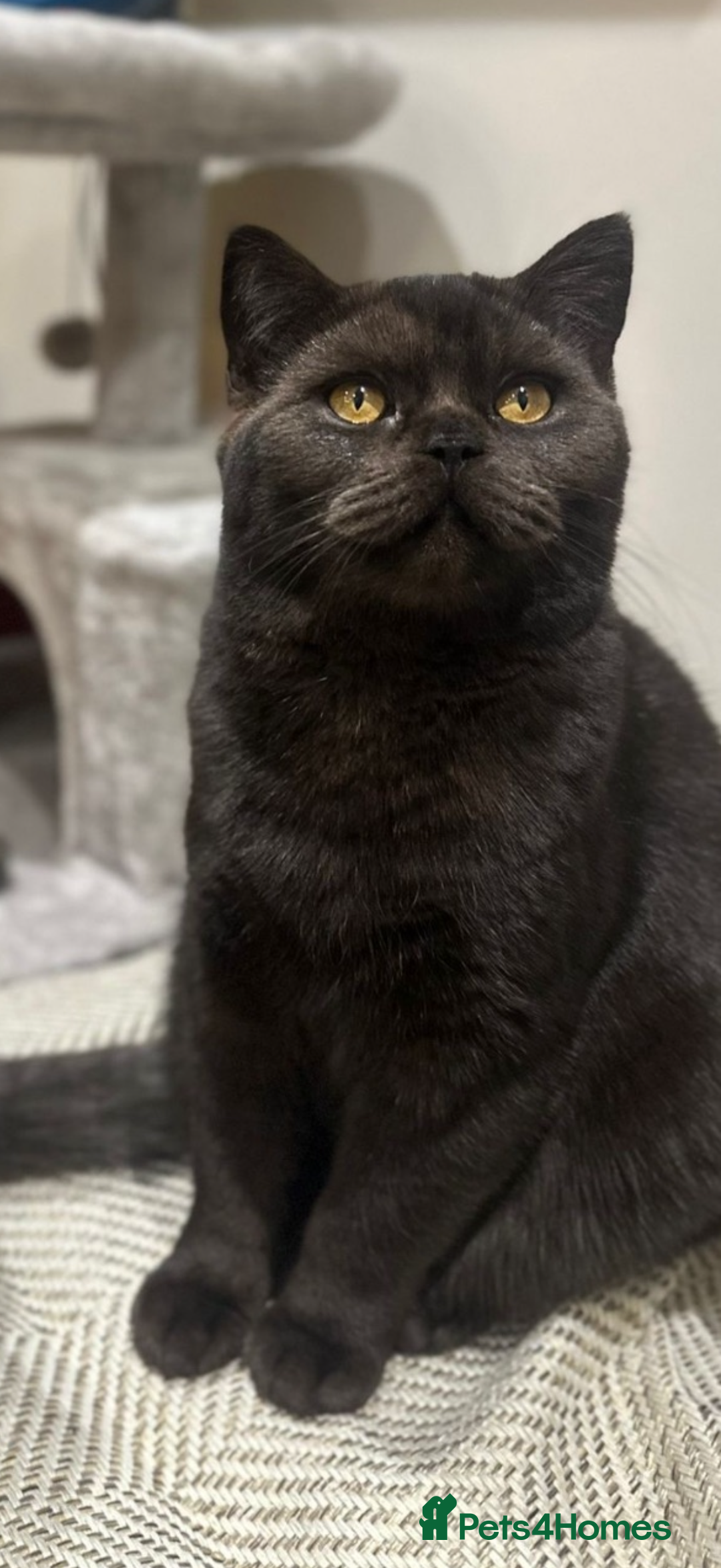 British Shorthair cats for sale: British shorthair babies - Advert 6