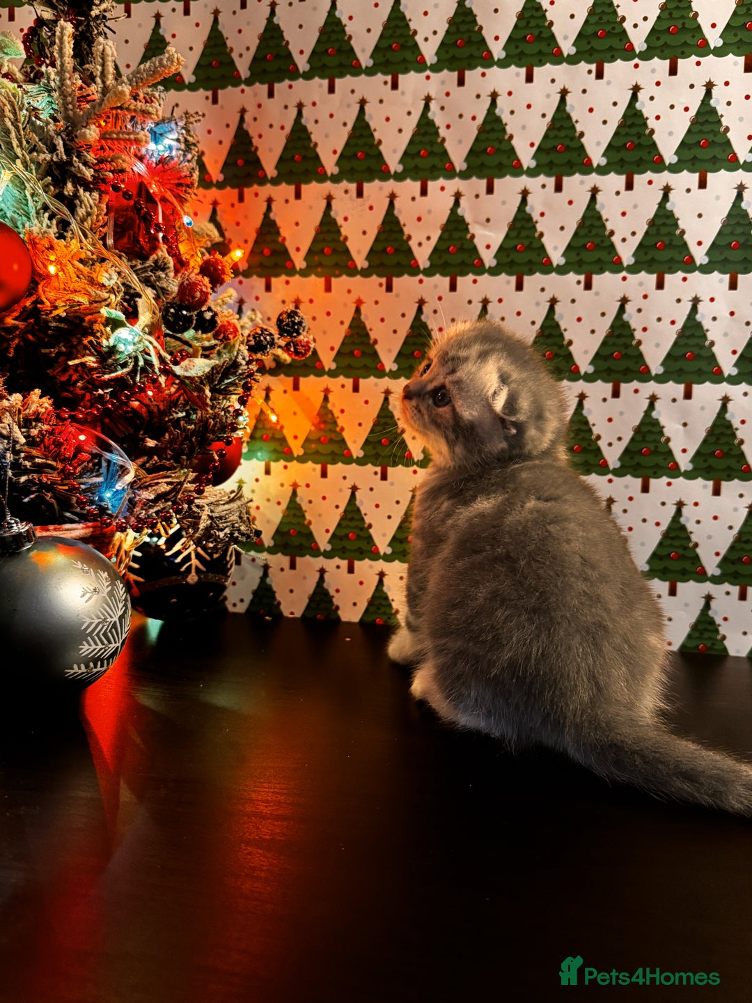 Scottish Fold cats for sale: 4 Beautiful Scottish Fold Kittens - Advert 7