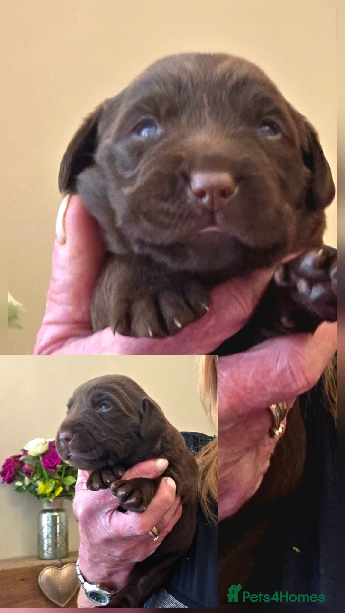 Cockerdor dogs Beautiful chocolate Springador puppies  - Advert 2