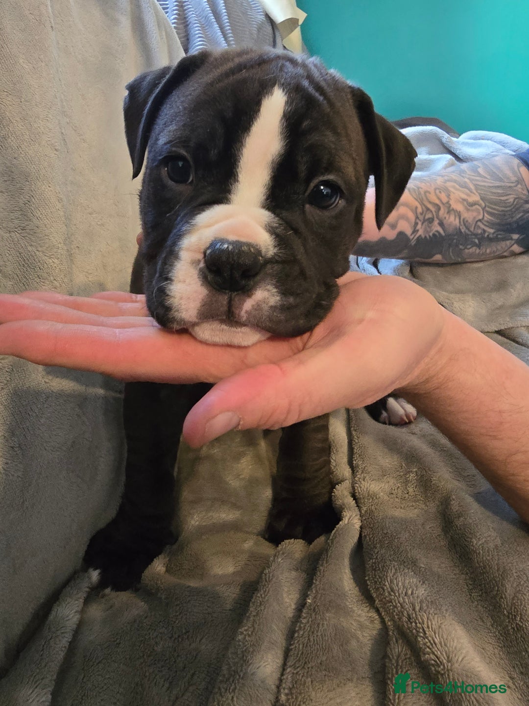 Mixed Breed dogs for sale: Bulldog mix puppies - Advert 5