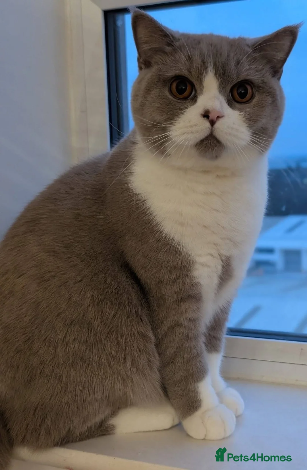 British Shorthair cats for adoption: 1 Year Old British Shorthair with Full Kit - Advert 2