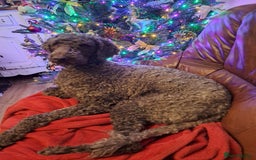 Labradoodle dogs for stud: PROVEN Healthy Labradoodle STUD - Hypoallergenic  - Image 1