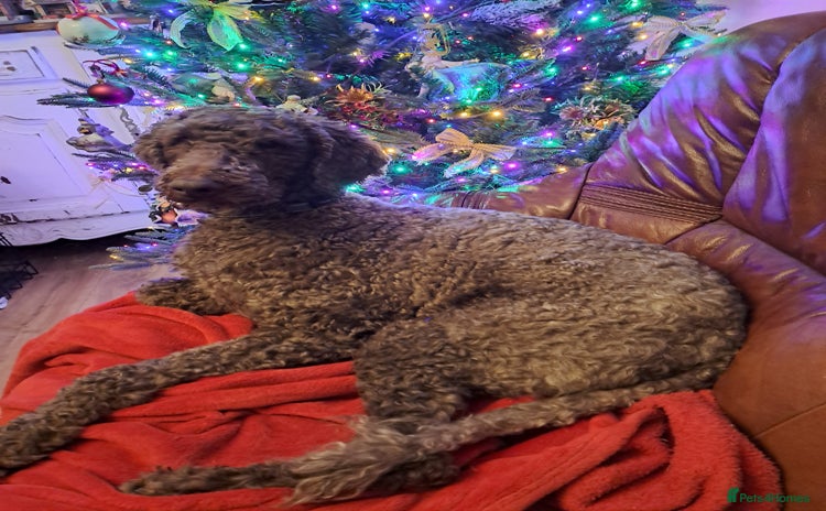 Labradoodle dogs - Advert 1