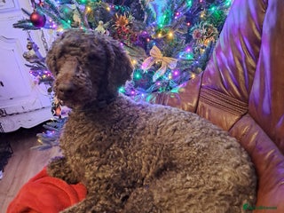 Labradoodle dogs - Advert 2