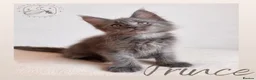 Maine Coon cats for sale: High Smoke, Smoke and Solid Pedigree Maine Coon’s - Advert 38