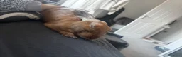 Mixed Breed rabbits for sale: Neutered Male Rabbit - Advert 3