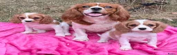 Cavalier King Charles Spaniel dogs for sale: Cavalier King Charles puppy’s Blenheim ready now  - Advert 8