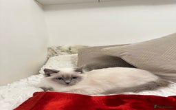 Ragdoll cats for sale: Gorgeous pedigree friendly girl kittens - Advert 5
