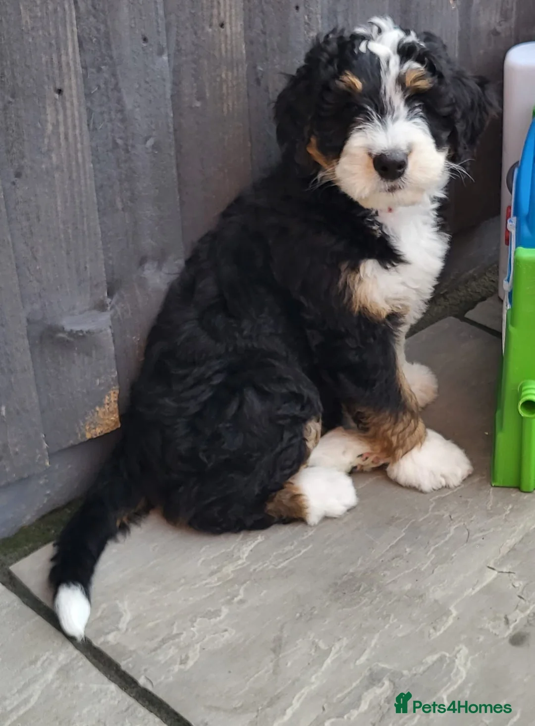 Standard Poodle dogs for stud: K.C Registered Standard poodle in Nottingham - Advert 12