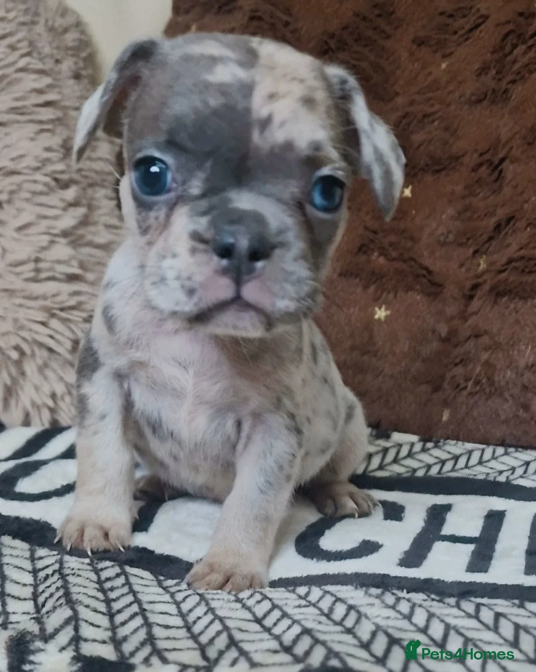 French Bulldog dogs for sale: Stunning litter of frenchies  - Advert 5