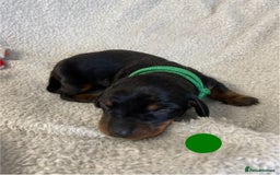 Miniature Dachshund dogs for sale: Miniature Dachshund Smooth Puppies KC Reg - Image 6