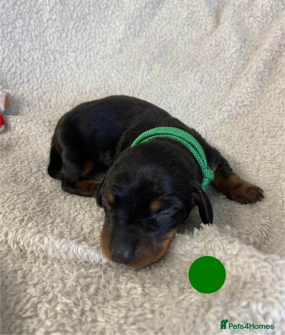 Miniature Dachshund dogs for sale: Miniature Dachshund Smooth Puppies KC Reg - Image 6