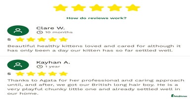 Ragdoll cats - Advert 10