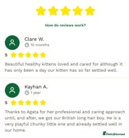 Ragdoll cats - Advert 2