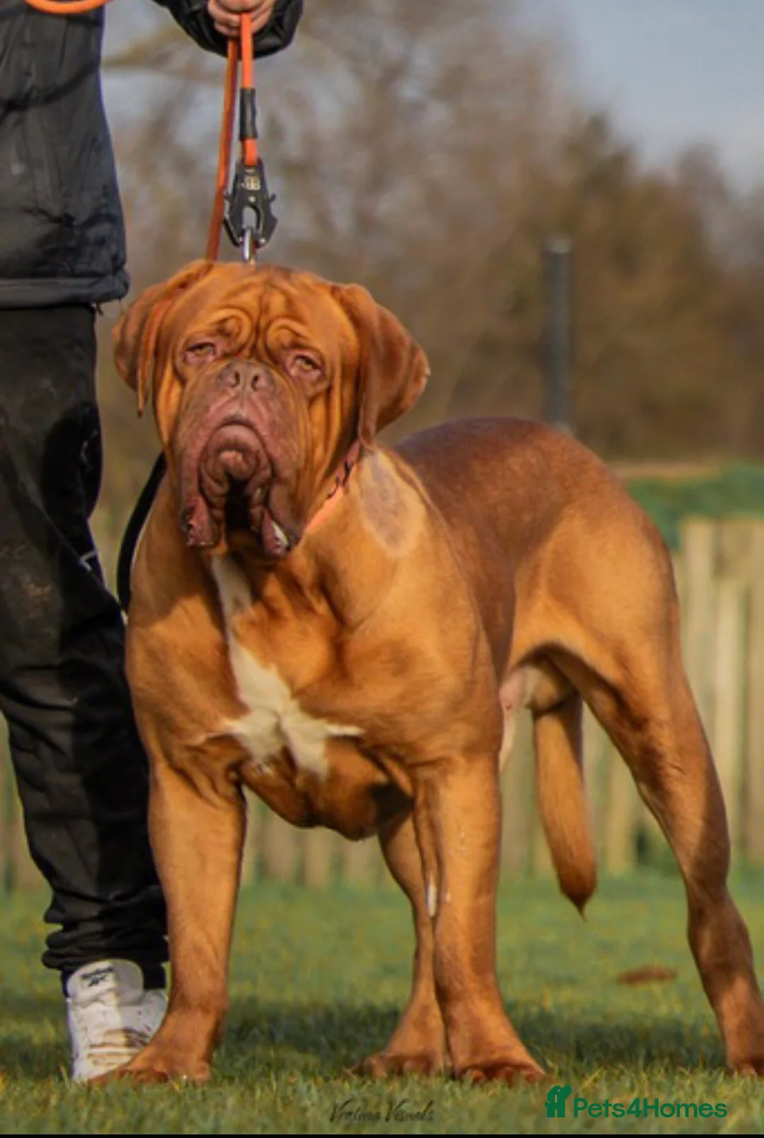 Dogue De Bordeaux dogs for stud: Dogue de Bordeaux ( Full fertility Work Included)  in London - Advert 6