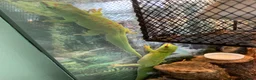 Gecko reptiles for sale: Giant Madagascan Day Gecko’s x2 - Advert 4