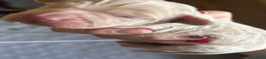 Cockapoo Puppy 2 - Champagne 