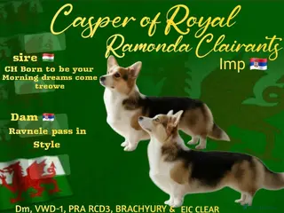 Welsh Corgi Pembroke dogs Kc reg Serbian import for stud in Blackwood - Advert 9