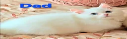 Himalayan cats for sale: Himilayan Minuets - Advert 6