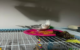 Cockatiels birds for sale: Cockatiels all tame - Image 4