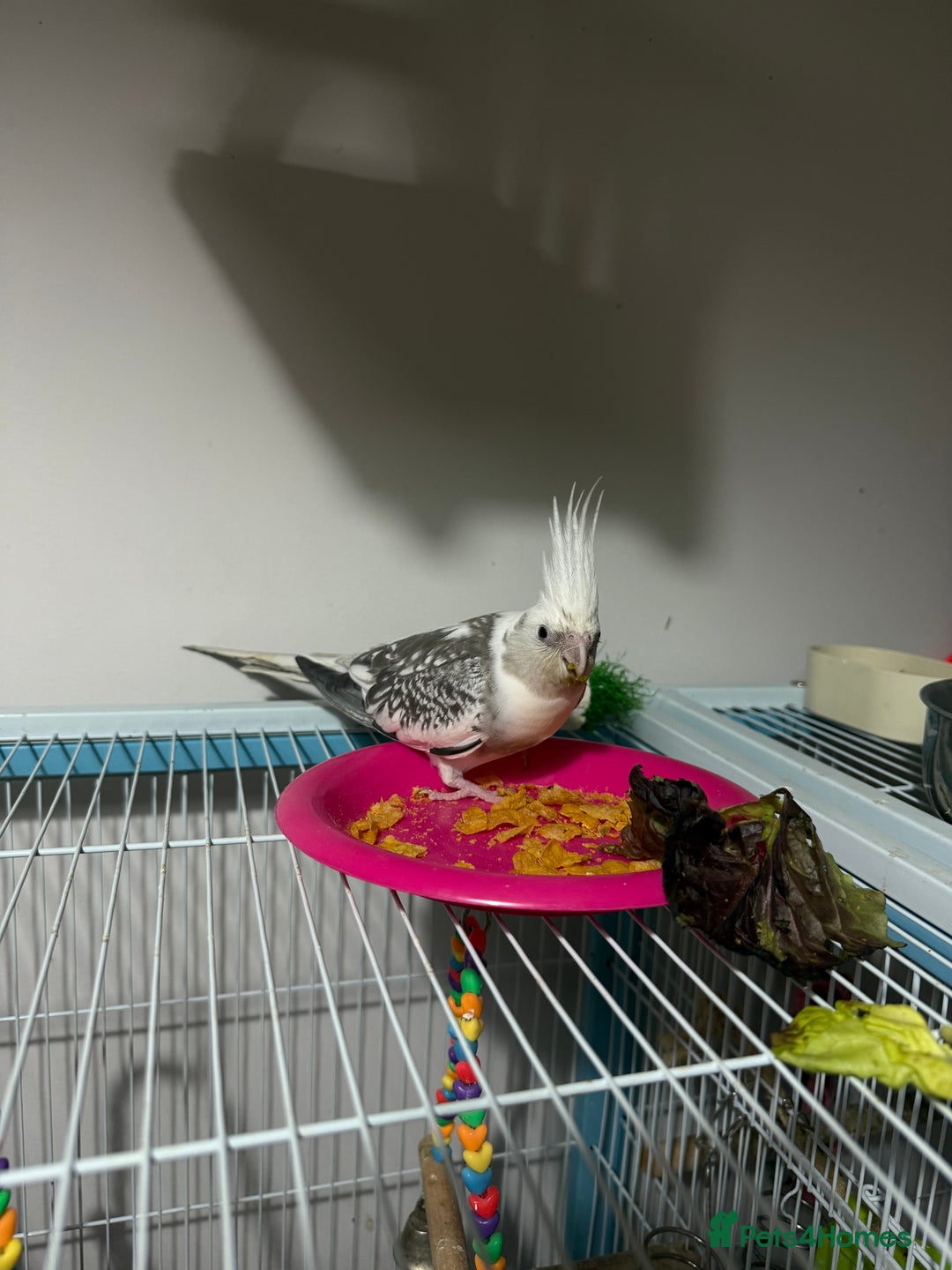 Cockatiels birds for sale: Cockatiels all tame - Image 4