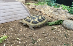 Tortoise reptiles for sale: tortoise with enclosure  - Image 2
