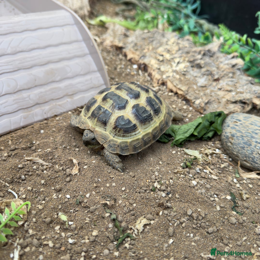 Tortoise reptiles for sale: tortoise with enclosure  - Image 2